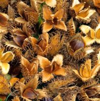 Fagus silvatica - Fallen autumn fruits of common beech