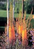 Eremurus x isabellinus 'Cleopatra' - Foxtail lily glowing with the late evening sun