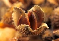 Fagus Silvatica - opened seed pod revealing fruits