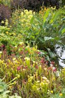 Saracenia - Insectivorous Pitcher plants on Pond margin at The Eden Project