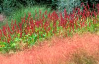 Prairie meadow planting of grasses and perennials including Persicaria