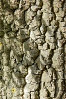 Bark detail of Fraxinus angustifolia - Narrow Leaved Ash