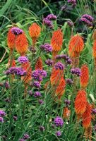 Late summer partners - Kniphofia 'Nancy's Red' with Verbena bonariensis