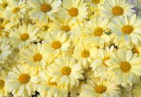 Chrysanthemum 'Primrose Enbee Wedding'