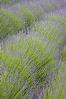 Lines of lavender at The Eden Project