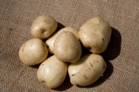 Potato 'Pentland Javelin' - Early variety