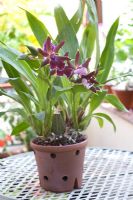 Orchid in special hand made terracotta pot with extra drainage