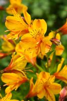 Alstroemeria ligtu hybrids - Inca Lilies 
