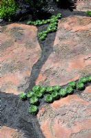 Close up detail of paving slab and succulent path in the '600 Days with Bradstone' garden - RHS Chelsea 2007 