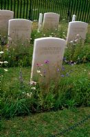 Cemetery for extinct native plants to British Isles including Achillea millefolium, Centaurea nigra, Knautia arvensis and Leucanthemum vulgaris  - 'The Fallen', Hampton Court 2007

