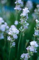 Lavandula angustifolia 'Nana Alba' - Downderry lavender