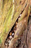 Garden snails sheltering in old tree truck crevice