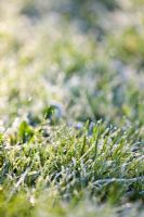 Grass with frost melting in the sun