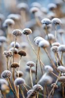 Anthemis tinctoria 'Kelwayi' seedheads with frost