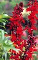 Lobelia cardinalis - Cardinal flower 