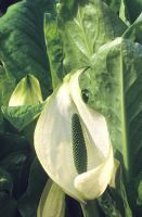 Lysichiton camtschatcensis - White skunk cabbage 