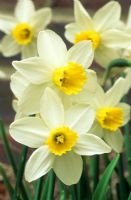Narcissus 'Jack Snipe' - Dwarf daffodil 