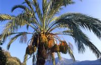 Phoenix dactylifera - Date palm in private garden, Greece 