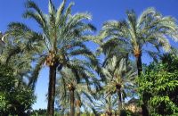 Phoenix dactylifera - Avenue of date palm 
Cordoba, Spain