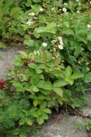Fragaria vesca - Flowers and fruit of Alpine strawberries growing between paving slabs of patio.