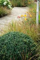 Wooden decking path, Buxus topiary ball, Hydrangea 'Annabelle', Betula, Pennisetum, Stipa, Hemerocallis 'Corky' and 'Golden Chimes' and Crocosmia 'Lucifer' - 'The Unwind Garden' Hampton 2007