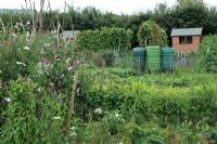 Allotments with shed, water barrels, rows of sweet peas, Lathyrus odoratus, runner beans, raspberries, French beans and peas. 