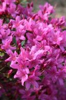 Rhododendron 'Hatsugiri'