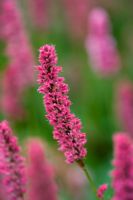 Persicaria 'Donald Lowndes'