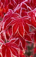 Frosty leaves of Acer palmatum 'Bloodgood'