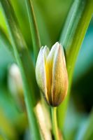 Emerging bud of Tulipa 'Tarda'