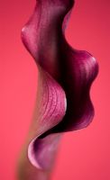 Zantedeschia - Purple arum lily