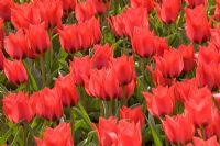Tulipa greigii 'Newfoundland'