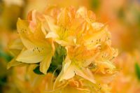 Rhododendron 'Koningin Emma'