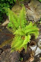 Polystichum in the stumpery
