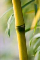 Chusquea gigantea - Hardy bamboo  