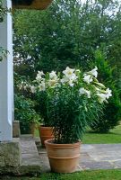 Lilium longiflorum 'White American' in pots   