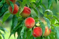 Prunus persicus 'Peregrine' - Peaches  