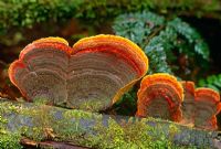 Ganoderma fungus on fallen tree 