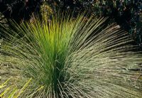 Xanthorrhoea australis - Grass Tree