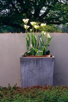 Tulipa 'Spring Green' in container with Sempervivum 'Carpet' in foreground