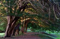 Ancient Yew hedge - Kilruddery House, County Wicklow, Ireland 