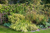 Hakonechloa macra 'Aureola', Purple Fennel and Euonymus in yellow bed 