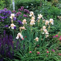 Iris 'Charming' with Alliums and Iris 'White edge in mixed border - Glen Chantry, Sussex