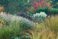 Cortaderia 'Sunningdale Silver' framed by red leaved Euonymus, Eupatorium and Phlomis seedheads plus grasses including feathery flowerheads of Miscanthus - Knoll Gardens, Wimborne, Dorset