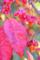 Brilliant autumn leaves and berries of Euonymus europaeus