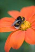 Tithonia rotundifolia 'Torch' - Mexican sunflower with bumble bee
