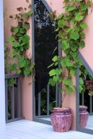 Vitis Coignetiae in decorated fibre glass pot on painted patio decking