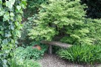 Overgrown wooden bench with Acer and ivy