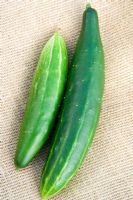 Cucumber 'Burpees Tasty Green'