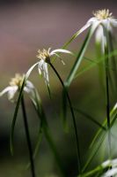 Rhynchospora latifolia - Star Sedge 